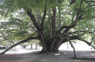 Thème du défi: des photos d'arbres aux formes particulières