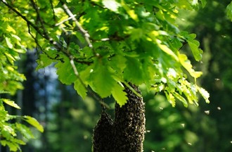 Un essaim d'abeilles