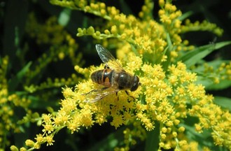 Thème du défi: des photos de fleurs et d'abeilles