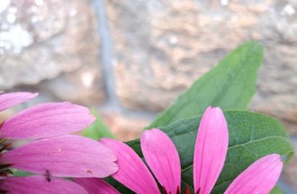 Photo du défi