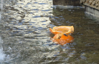 Une courge dans la Grande Fontaine