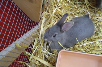 Trop mignons les lapins de Ludovic