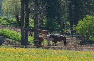 Des chevaux à la montagne de Travers