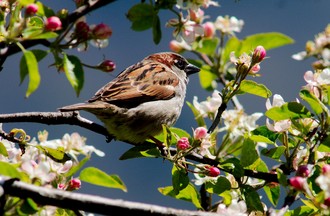 Un moineau sur un pommier