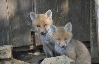 Un grand merci pour vos magnifiques photos d'animaux