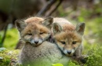 Trop mignons ces renardeaux