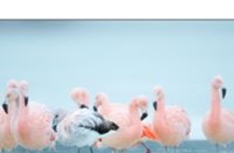 Les flamants roses photographiés en Patagonie