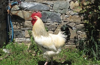 Saintimania 2012