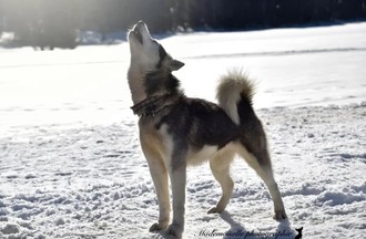 Mélissa a immortalisé un chien heureux d'être dans son élément