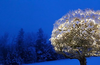 Josette a un arbre magique devant chez elle à Montenol