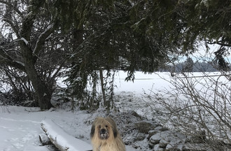 Suzanne était au pré Petitjean