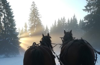 Michael et son attelage était dans le patûrage de la Neuvevelle aux Rouges-Terres