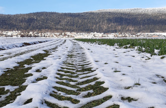 Jolies traces immortalisées par Pierre-Alain dans ce champs d'Engollon
