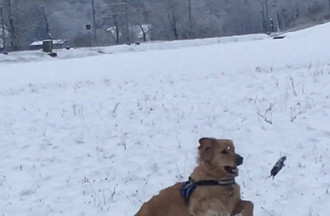 Olden, le chien de Marlène jouant dans la plaine de Buix