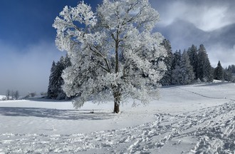 Maurizio à la Vue-des-Alpes