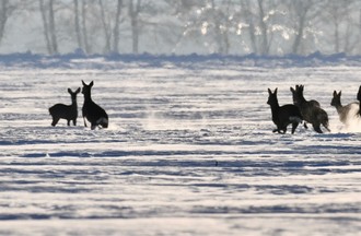 Jolie capture pour Jérémie en vadrouille en Ajoie