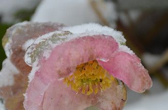 Cette fleur prend la pose malgré tout pour Joan au Maira à Buix