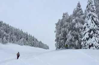Macha contemplant les sapins majestueux