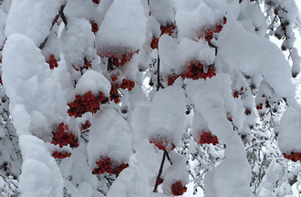 Martine a attrapé quelques fruits rouges en cours de route