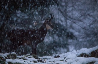 Martial a fait une jolie rencontre à la Montagne de Boudry