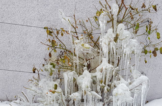 Chez Anouck à La Chaux-de-Fonds les plantes se transforment en sculptures sur glace
