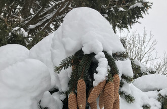 Un sapin aux Rochats par Carine