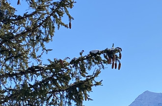 Denis à trouvé le Cervin entre 2 sapins à St-Luc