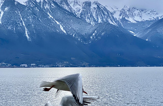 Dominique a capturé la danse hivernale des mouettes à Montreux