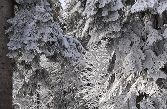 Patricia en balade à la Grande-Joux