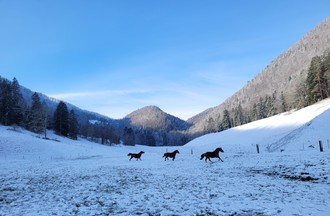 Lucie à la ferme du Pré de joux à Undervelier