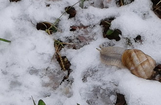 Dario a trouvé un escargot peu frileux entre Chevenez et Courtedoux
