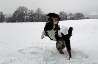 Kathia fait une bataille de boule de neige avec son bouvier à Loveresse