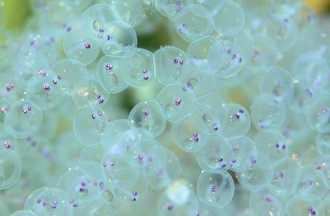 Des oeufs de perches