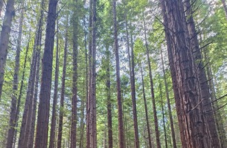 La photo gagnante, forêt de Nouvelle Zélande