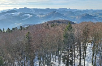 Thème du défi: photos de forêts