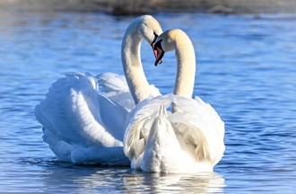 Thème du défi photo: L'Amour