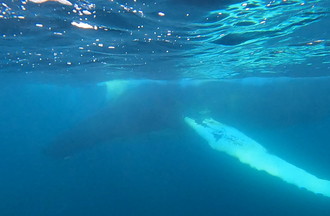 Une baleine à bosse
