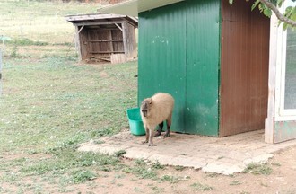 Le capybara Timide