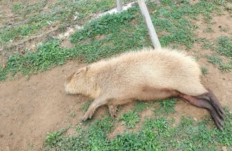 Le capybara Pot-de-Col
