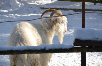 Une chèvre profite du soleil