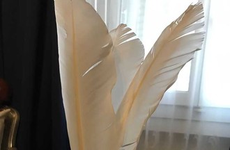 Photo du défi, sur le thème des plumes en tout genre