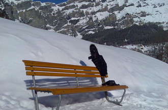 Description de l'image