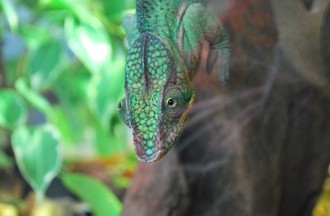 Reptiles du monde, le caméléon