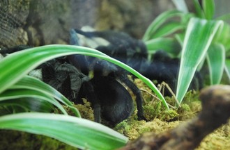 Reptiles du monde
