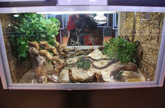 Reptiles du monde