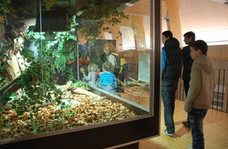 Reptiles du monde