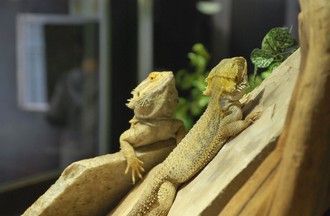 Reptiles du monde