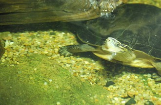 Reptiles du monde