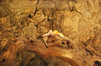 Reptiles du monde