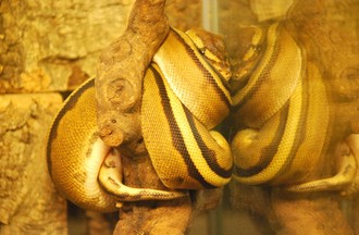 Reptiles du monde
